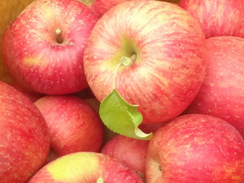 シナノスイート＆秋映ミックス ８～１２玉（約３㎏）
信州りんご３兄弟の２種ミックス　２つの味の食べ比べ！
キャップ詰め または、 モールド詰めでお届け