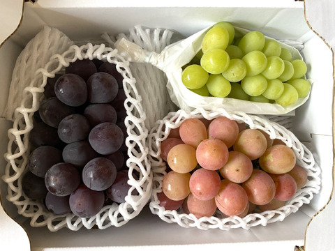 不揃い いろいろな葡萄セット 3~4房1.5kg ＃食べ比べ