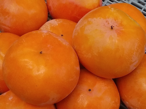 [訳あり】富有柿糖度13度ＳMＬ混在(4㎏)和歌山九度山産