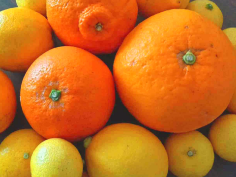 【アワード受賞福袋】応援ありがとう！仲屋の柑橘 食べ比べセット 《3月下旬発送》仲屋 海瀬農園  バラエティセット