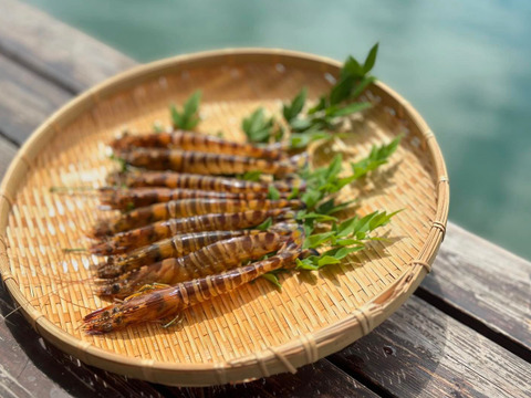 【お歳暮 ギフト対応】あまくて ぷりぷり！天草産活き車海老 《500g》