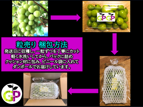 朝採り新鮮！！ブドウの宝石箱　4種食べ比べ『COLORS カラーズ』500g×1P