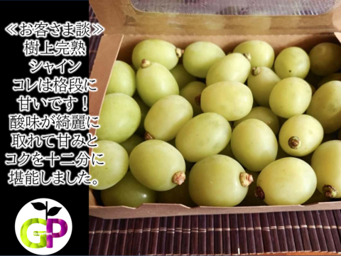 糖度MAX👆樹上完熟！ゴールデンシャインマスカット 粒売り１Ｋｇ×１Ｐ