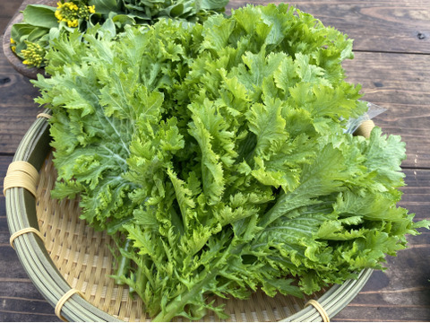 サラダにおすすめ！わさび菜100g×6袋☆有機JAS認証