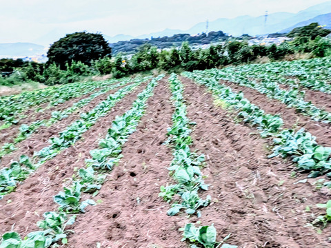 【福袋増量(^^♪】"株ごと芽キャベツ"　おうちで収穫体験！(3株)＋おまけ野菜2つ（2800円→2500円）　【福袋】 from 名水の里　神奈川県秦野市