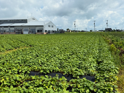 【熟成1か月超でお届け】富山県産 紅はるか 10kg 大きさ無選別