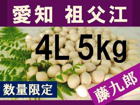 2026年新物！ 愛知県 祖父江産 藤九郎 銀杏 ぎんなん 4L 5kg ☆秋の