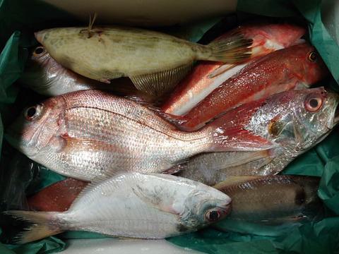 美味しいけん食べてみて
🐟未利用魚🐟詰め合わせ！
1.0kg～1.5kg前後(2〜4種類)80サイズ