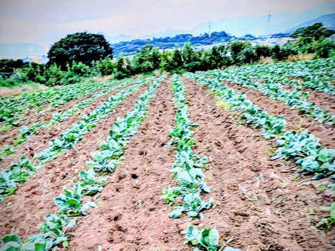 【予約増量(^^♪】双葉農園の“芽キャベツ“ ダブル（1800g→2000g） from 名水の里　神奈川県秦野市