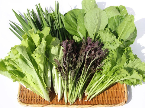 【期間限定】自然栽培の春野菜セット【５～６品目】