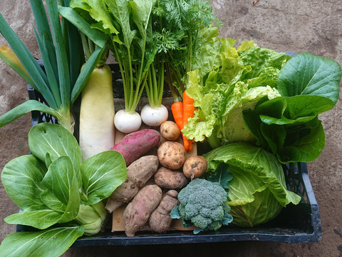 ♪人気商品♪『農薬、化学肥料不使用』【2~3人前】
季節の野菜Sセット（8-9品）「群馬県高崎産」