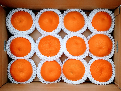 【今が旬】贈答用大玉はるみみかん(12玉)箱詰め和歌山産（冷蔵便）