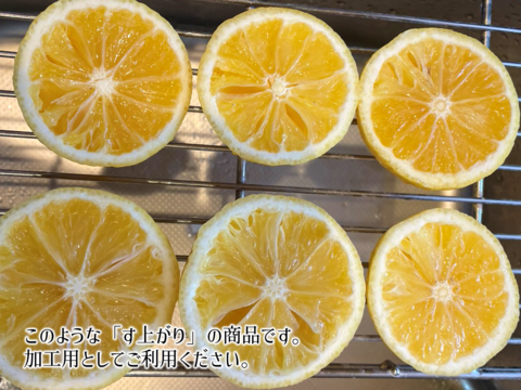 4/5より順次発送【加工用】黄金柑 3kg ゴールデンオレンジ 黄蜜柑 「もったいない」にご賛同ください 仲屋 海瀬農園