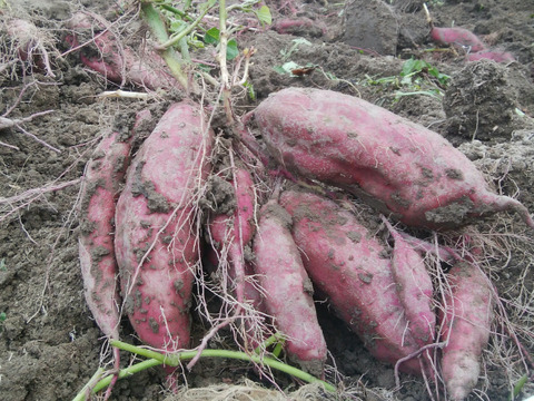 【3種食べ比べ5kg】南国高知のサツマイモ