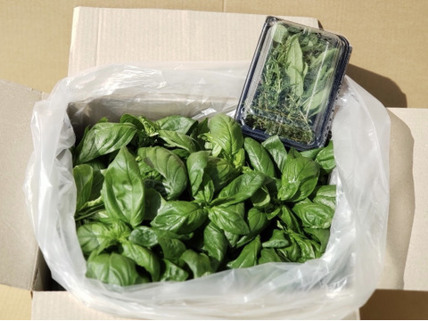 バジル500g フレッシュハーブセット 熊本県産 食べチョク 農家 漁師の産直ネット通販 旬の食材を生産者直送