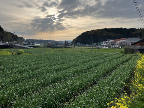 農薬不使用】お得！ 希少なニンニクの芽1kg！ ニンニクのおまけ