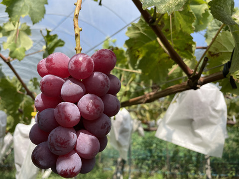 【農薬節約栽培】 スカーレット(種なし) 1キロ箱　山梨県産