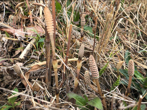 【袴処理済】有馬温泉の麓 天然つくし 200g 3月中旬より発送 土筆 袴なし