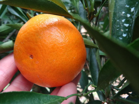 【柑橘食べ比べ】甘～いみかん！お手頃価格で食べきりサイズ！旬のこだわり柑橘をまるごと楽しむ！４～５種類入り！何の品種が入っているか「お楽しみかん」 ご家庭用　約2kg入【商品番号999】