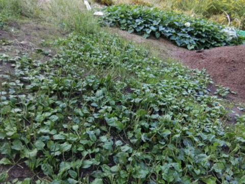 オオバコの葉 60枚【自然栽培】☆身近な和ハーブ🌿☆大葉子☆実は効能がすごいオオバコ☆畑横の管理された場所に群生しているオオバコ☆🏣ゆうパック