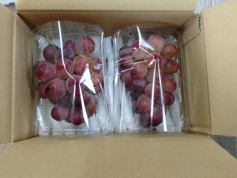 【家庭用】クイーンルージュ 約800g 長野名産・皮ごと食べられる種無しぶどう。お得な訳あり品、家庭用に 産地直送で10月上旬頃から#NGR0B008