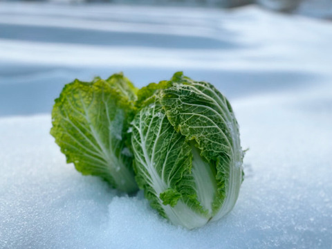 【銀世界が産んだ緑宝、雪中白菜のお届けに参りました。】　≪雪国で育まれた水分・甘みたっぷりの白菜≫　兵庫県香美町産「雪ぶとん白菜」（1玉箱入）
