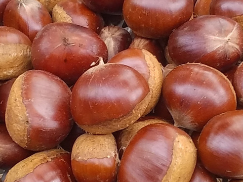 【栗】丹波栗(2Kg)セット和歌山産