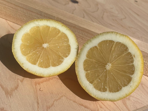 スイーツ作りに！【防腐剤・ワックス不使用】西浦れもん 大玉 2.7kg 仲屋 海瀬農園