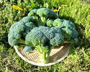 ブロッコリー採りたて新鮮！〈約700g〉