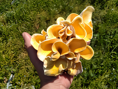 丸太栽培　原木タモギタケ