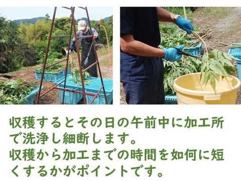 日本山人参（ヒュウガトウキ）の葉・茎の茶葉（お茶出し専用）農薬化学肥料使用なし