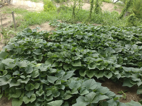 さつまいもツル60本以上☆自然栽培☆さつまいもの蔓（長さ15cm〜20cmほど、60
本以上）/さつまいものつる/芋づる/※葉を取ってお届け