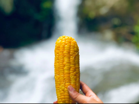 【大自然の寒暖差が生む、脅威的なあまさ】とうもろこし２０本（品種:おおもの）