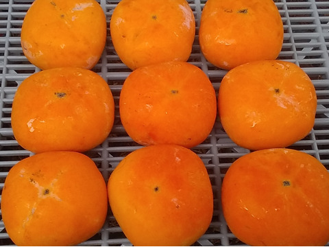 【種なし柿】極早生品種(2㎏冷蔵便)和歌山産