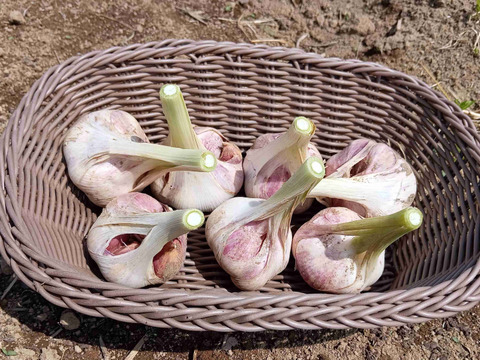 香り強烈！新ニンニク500ｇ