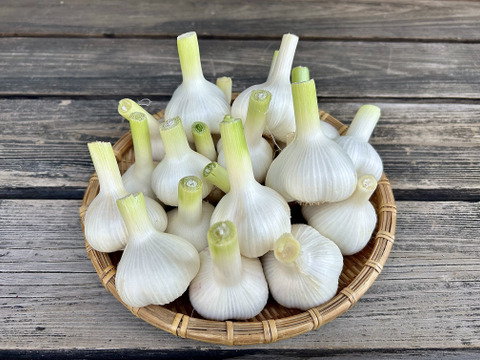 農薬/化学肥料不使用【生ニンニク】福地ホワイト六片・MS混在・1kg