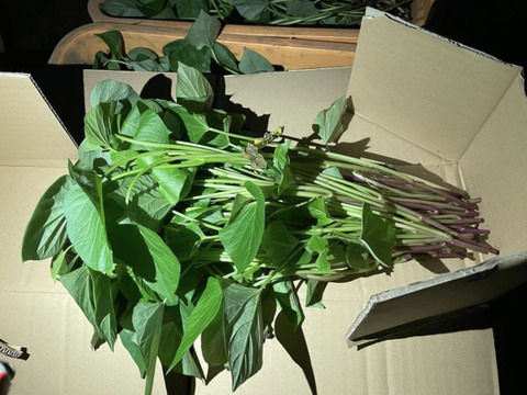 旬の野菜　さつまいもの葉と茎