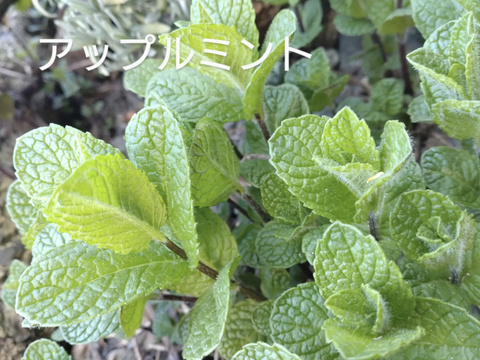 アップルミント🌿50本🌿ハーブ🌿摘みたて🌿りんごのような甘い香り🌿 ☆農薬、化学肥料、除草剤、動物性肥料等不使用🌿自然栽培 🏣ゆうパック