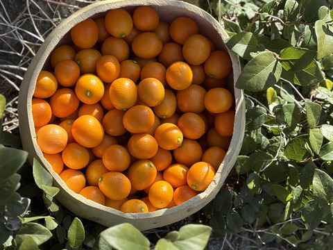 【みつばちの贈り物】自然のままのきんかん１.５ｋｇ　金柑