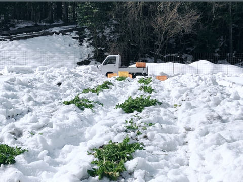 「１年に１度しか味わえない、越冬大根のお届けに参りました」　≪雪国で育まれた水分・甘みたっぷりの大根≫　兵庫県香美町産「雪ぶとん大根」（５本箱入）