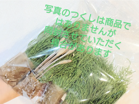 野草☆スギナ🌿 100本 自然栽培の畑周りのスギナ🌿シリカ ケイ素🌿🏣ゆうパック