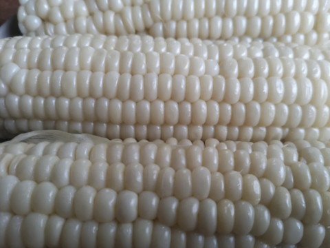 白色とうもろこし　１４本（330〜380g）