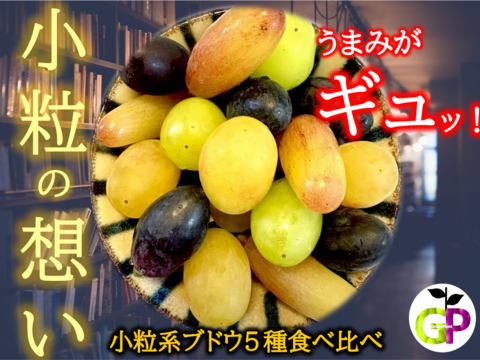 小粒系ブドウ　５種食べ比べ『小粒の想い』500g×1P　朝採り新鮮！夏の終わりのブドウ祭り 只今２０％増量サービス中！！