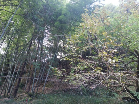 天然　実山椒　500グラム　京都産