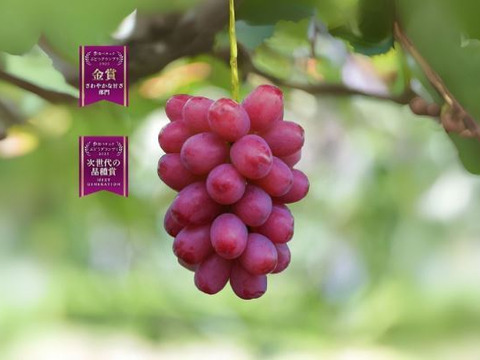 【金賞受賞】上品な甘さと芳醇な香り！クイーンルージュ 4房（1房500〜600g前後） ※ただいま「土づくり1年目」 特別価格にてご提供