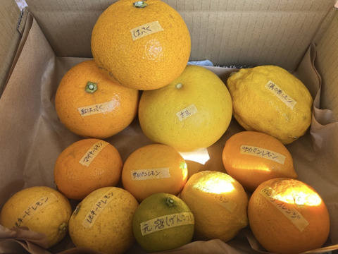 【農薬不使用】ねこ農園の春セット1kg