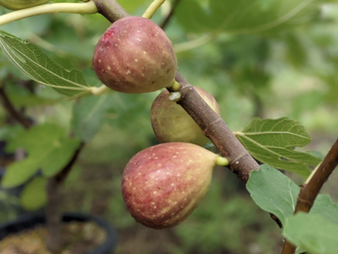 完熟冷凍いちじく☆ドーフィン
