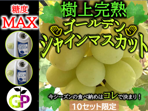 糖度MAX👆樹上完熟！ゴールデンシャインマスカット 粒売り１Ｋｇ×１Ｐ