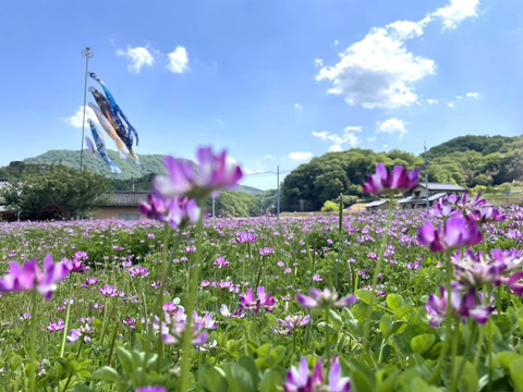 令和7年度新米。岡山県産　朝日蓮華米
【約4.5kg】特別栽培米。大粒のふんわり香りもしっかり白米。予約販売中