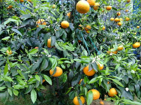 濃厚果汁！南津海（なつみ）優品3Kg